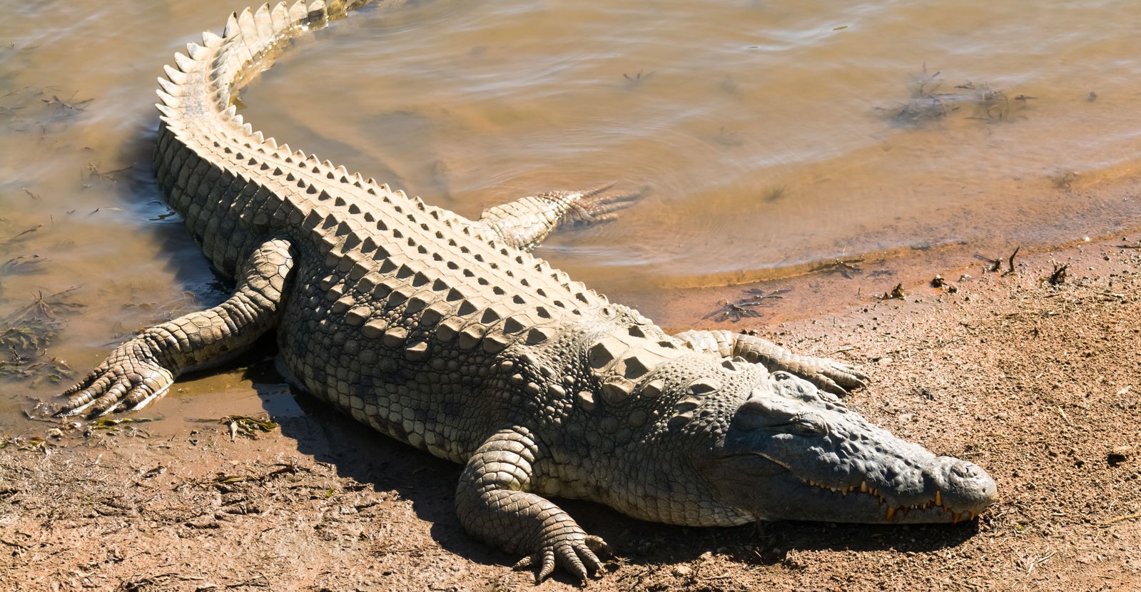 growing_a_thick_skin